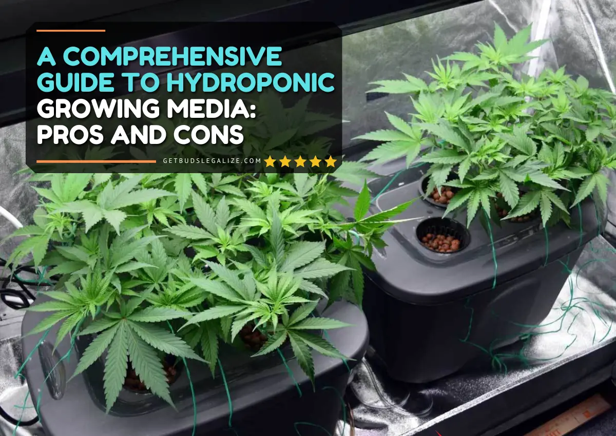 A Comprehensive Guide to Hydroponic Growing Media: Pros and Cons