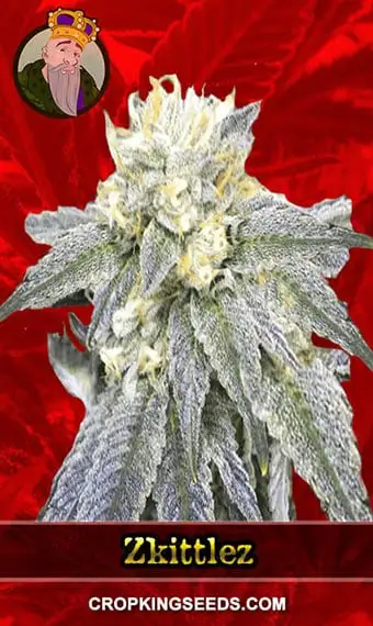 Zkittlez Feminized Seeds, weed, marijuana, cannabis, for sale, crop king seeds