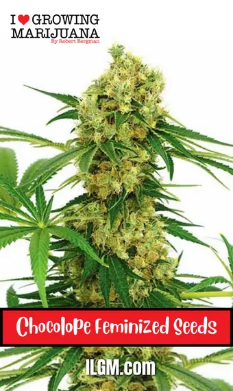 Chocolope Feminized Seeds, weed, marijuana, cannabis, for sale, ilgm