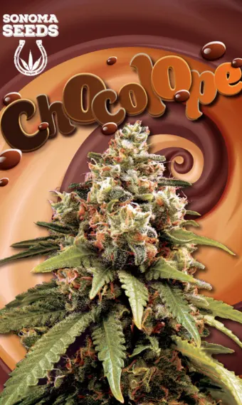 Chocolope Feminized Seeds, weed, marijuana, cannabis, for sale, SENOMA SEEDS