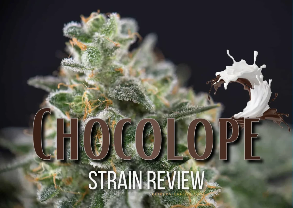 Chocolope Strain Review & Growing Guide: A Comprehensive Overview