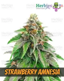 Strawberry Amnesia, , herbies seeds, weed, marijuana, cannabis seeds for sale