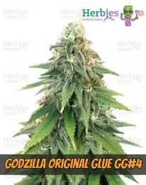 Godzilla Original Glue GG#4, herbies seeds, weed, marijuana, cannabis seeds for sale