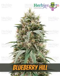 BLUEBERRY HILL , herbies seeds, weed, marijuana, cannabis seeds for sale