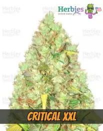 Critical XXL , herbies seeds, weed, marijuana, cannabis seeds for sale