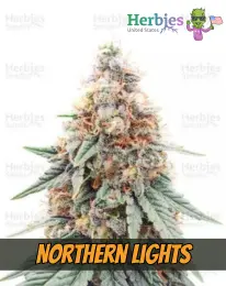 Northern Lights , herbies seeds, weed, marijuana, cannabis seeds for sale