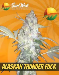 Alaskan Thunder Fuck Strain Feminized Marijuana Seeds (ATF), SUN WEST GENETICS