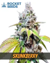 Skunkberry Strain Feminized Cannabis, rocked seeds, marijuana flowering