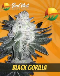 Black Gorilla Strain Feminized Marijuana Seeds, SUN WEST GENETICS