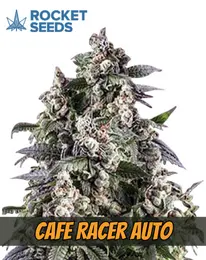 Cafe Racer Strain Autoflowering Cannabis, rocked seeds, marijuana flowering