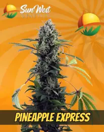 Pineapple Express Strain Feminized Marijuana Seeds, SUN WEST GENETICS