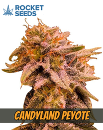 Candyland Peyote Strain Feminized Cannabis, rocked seeds, marijuana flowering