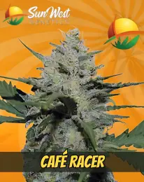 Cafe Racer Strain Feminized Marijuana Seeds, SUN WEST GENETICS