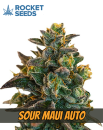 Sour Maui Strain Autoflowering Cannabis, rocked seeds, marijuana flowering