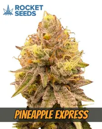 Pineapple Express Strain Feminized Cannabis, rocked seeds, marijuana flowering