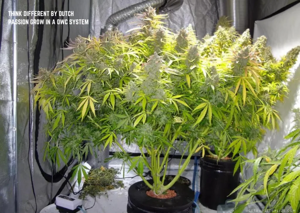 Image of Think Different cannabis strain by Dutch Passion grown in a DWC system, showing robust growth, dense buds, and a healthy root system