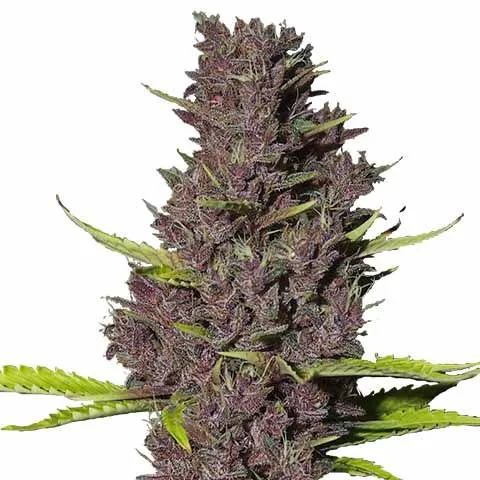 Image of Blue Dream cannabis strain showing large, fluffy buds with a blue-green hue, orange pistils, and a frosty layer of trichomes