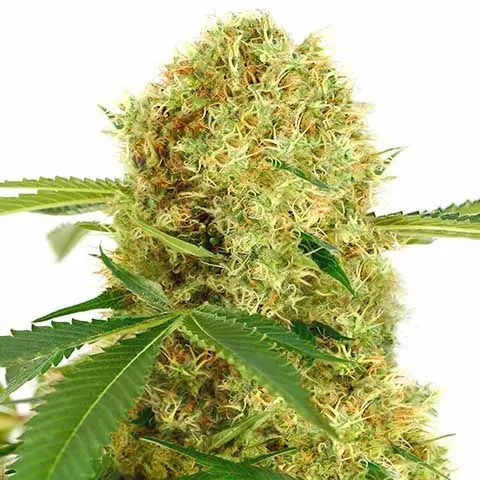 Image of White Widow cannabis strain showing dense, frosty buds with a white appearance and hints of green and orange pistils