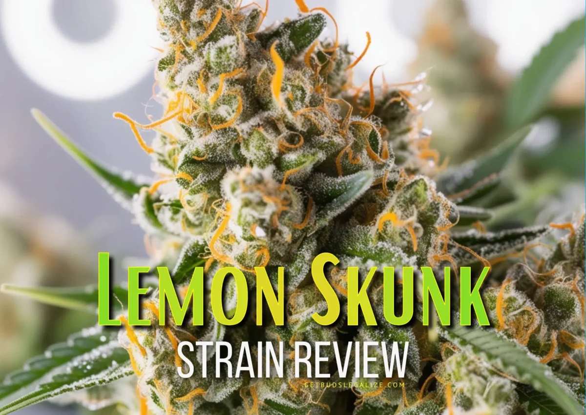 Lemon Skunk Strain Review & Growing Guide: A Zesty Delight!