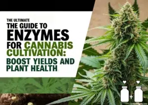 The Ultimate Guide to Enzymes for Cannabis Cultivation - A vibrant, healthy cannabis plant with lush green leaves, thriving roots, and dense buds, symbolizing the benefits of using enzymes for enhanced plant health and increased yields. The image includes subtle elements like enzyme bottles or growth icons, emphasizing the theme of boosting cannabis cultivation.