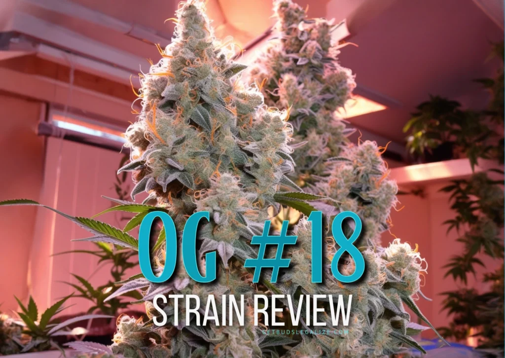 Close-up of a dense OG #18 strain cannabis bud illuminated by natural sunlight