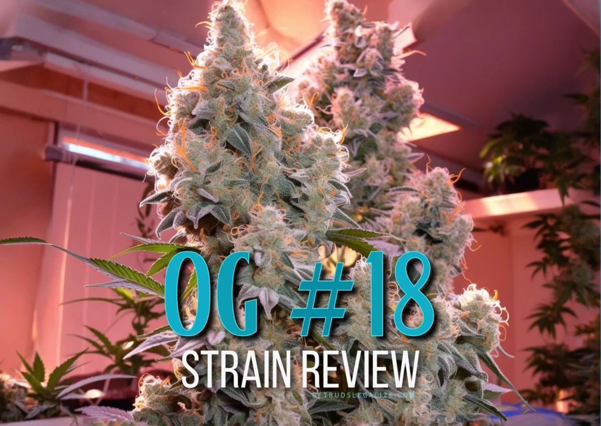 OG #18 Strain Review: A Comprehensive Growing Guide and Experience