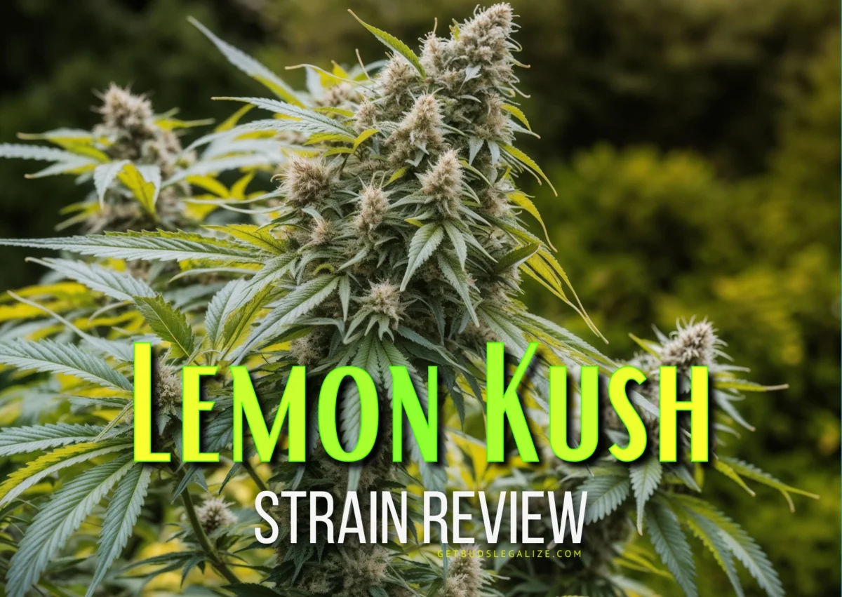 Lemon Kush Strain Review: Effects, Benefits, and Growing Guide