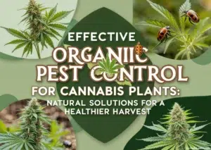 A Pinterest pin titled 'Effective Organic Pest Control for Cannabis Plants: Natural Solutions for a Healthier Harvest,' featuring vibrant imagery of healthy cannabis plants, natural pest control elements like ladybugs, and an eco-friendly design theme.