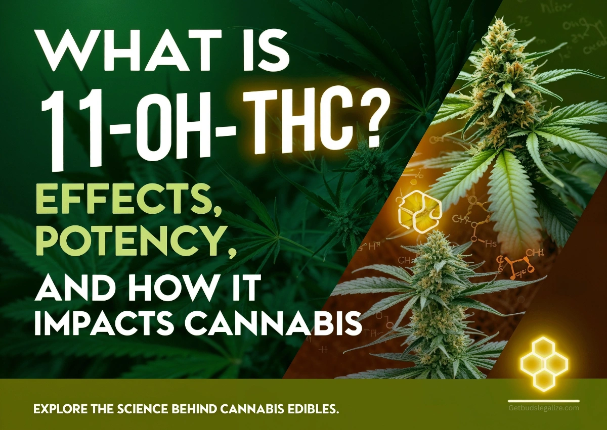 What is 11-OH-THC? Effects, Potency, and How It Impacts Cannabis