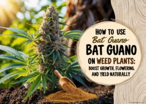 How to Use Bat Guano on Weed Plants: Healthy cannabis plants with bat guano fertilizer, showcasing natural growth and vibrant flowering.