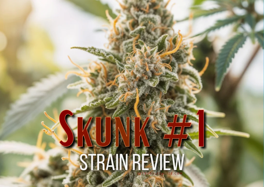 A close-up of a Skunk #1 weed strain growing outdoors, covered in frosty trichomes, vibrant orange pistils, and rich green tones, with sunlight filtering through leaves in the background.