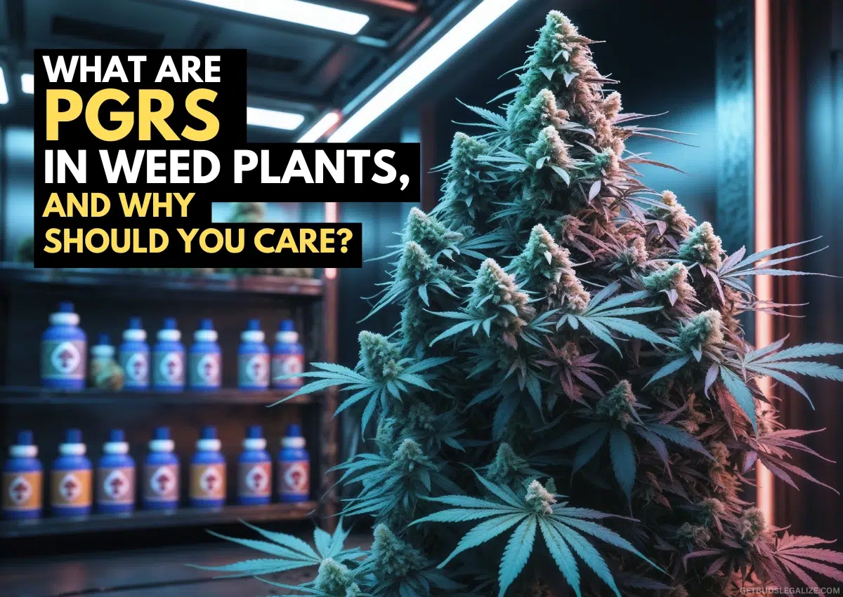 What Are PGRs in Weed Plants, And Why Should You Care?