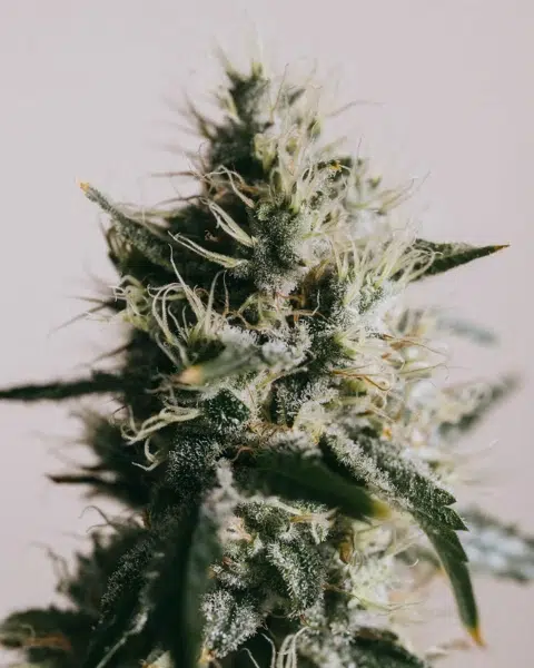Top 20 Cannabis Strains High in Myrcene for Sleep & Stress Relief 18 Flowering AK-47 cannabis plant by ILGM with compact structure, frosty buds, and bright orange pistils under natural light.