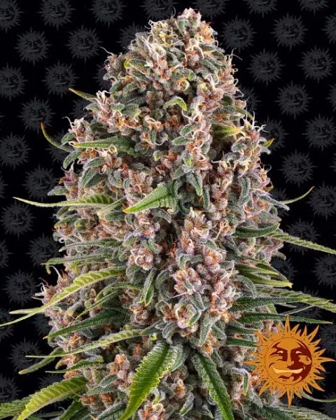 Top 20 Cannabis Strains High in Myrcene for Sleep & Stress Relief 15 Flowering Blue Cheese cannabis plant by Barney’s Farm with dense, frosty buds and deep green leaves tinged with purple.