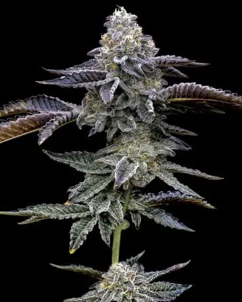 Top 20 Cannabis Strains High in Myrcene for Sleep & Stress Relief 14 Close-up of a flowering Blue Dream cannabis plant by Barney’s Farm, showcasing light green and deep purple buds coated in trichomes.