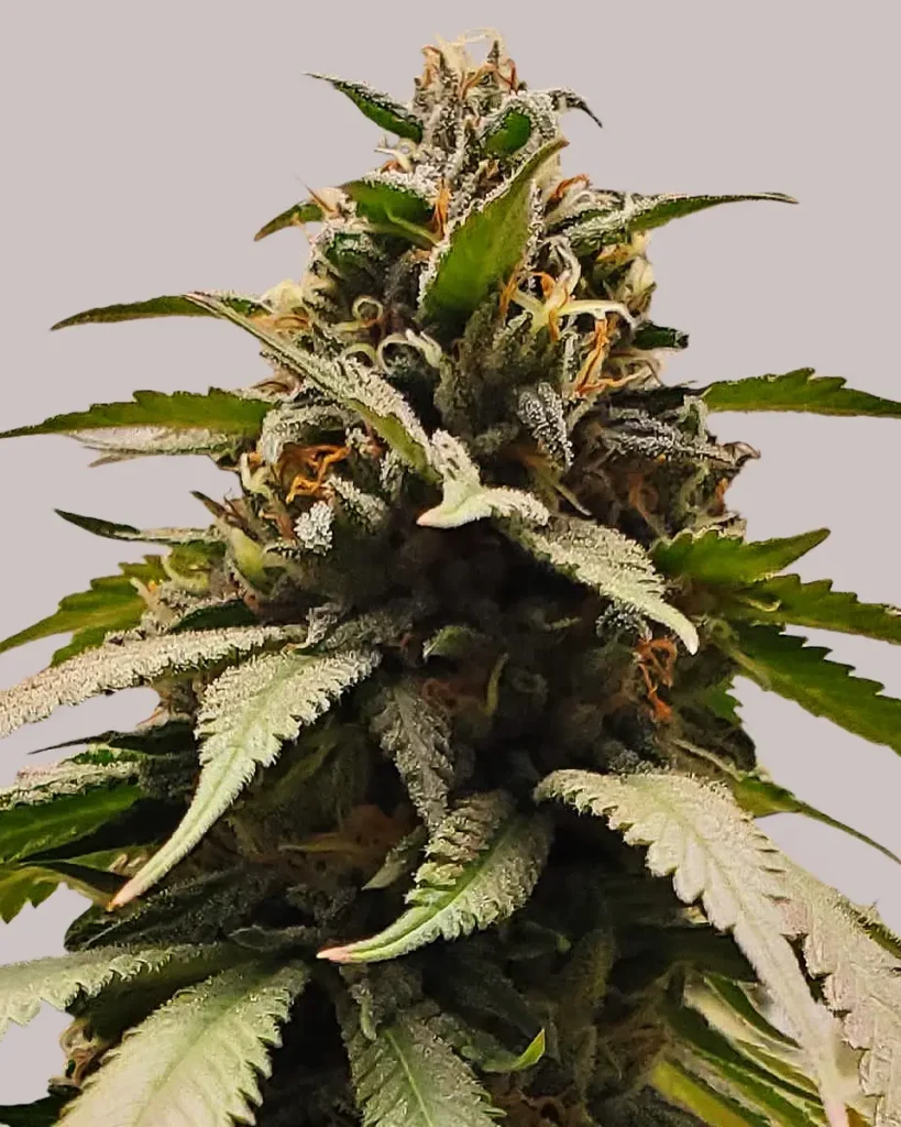 Top 20 Cannabis Strains High in Myrcene for Sleep & Stress Relief 8 Close-up of a flowering Bubba Kush cannabis plant from ILGM, showcasing dense buds with vibrant green leaves and rich amber pistils.