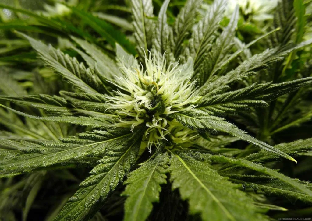 Cannabis Flowering Stage Week by Week: Master Bud Growth 7 Cannabis flowering stage week by week: Close-up of 3-week-old cannabis buds with visible white pistils and early trichome formation during early flowering stage.