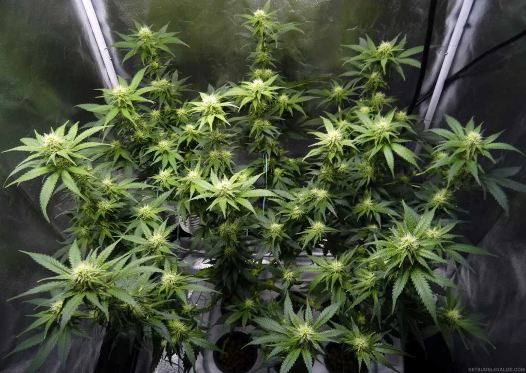 Cannabis Flowering Stage Week by Week: Master Bud Growth 13 Cannabis flowering stage week by week: Cannabis plant in week 5 of flowering with swollen buds, curling pistils, and increasing resin production.