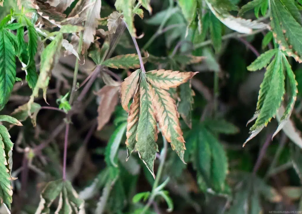 Cannabis Heat Stress Guide: Identify, Prevent, and Fix Overheating in Your Plants 23 Cannabis plant showing signs of heat stress, with curled leaf edges and discolored tips under intense light