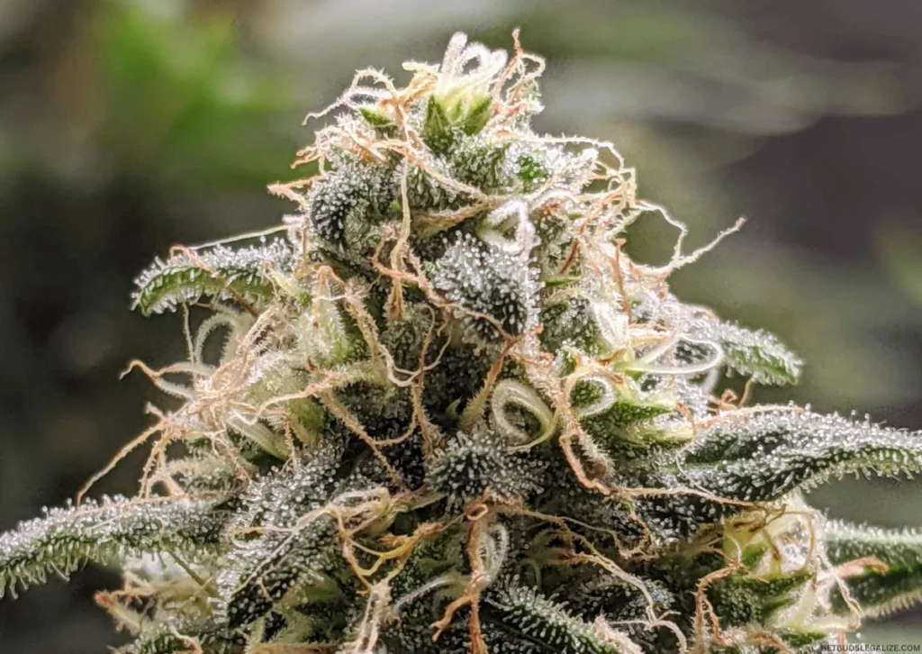 When Is the Best Time to Harvest Your Cannabis Plants? Early Or Late? 9 Cannabis Pistil Color and Curl Guide – White, Turning Orange, and Fully Curled Pistils