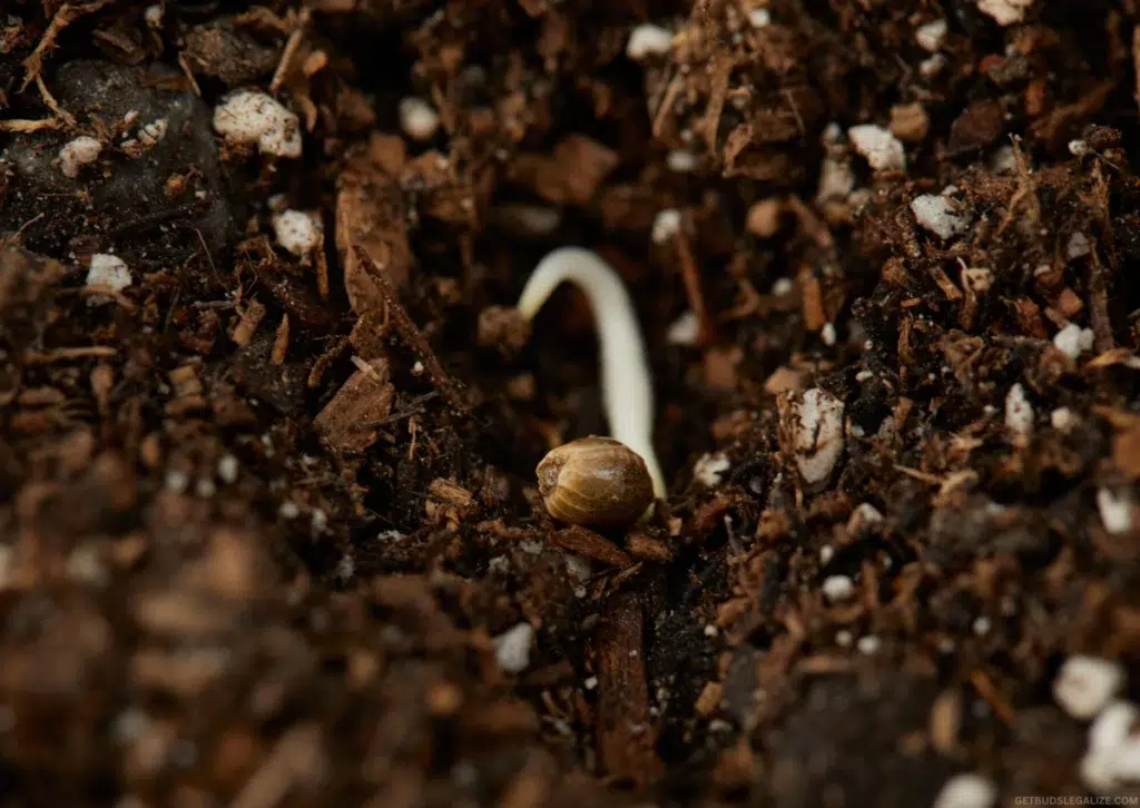 Best Soil for Growing Autoflowering Cannabis: Organic Mixes & Expert Tips 20 A close-up image of a cannabis seed germinating in dark, moist soil. The seedling's first taproot and embryonic leaves (cotyledons) are emerging, signaling the start of the plant’s life cycle.