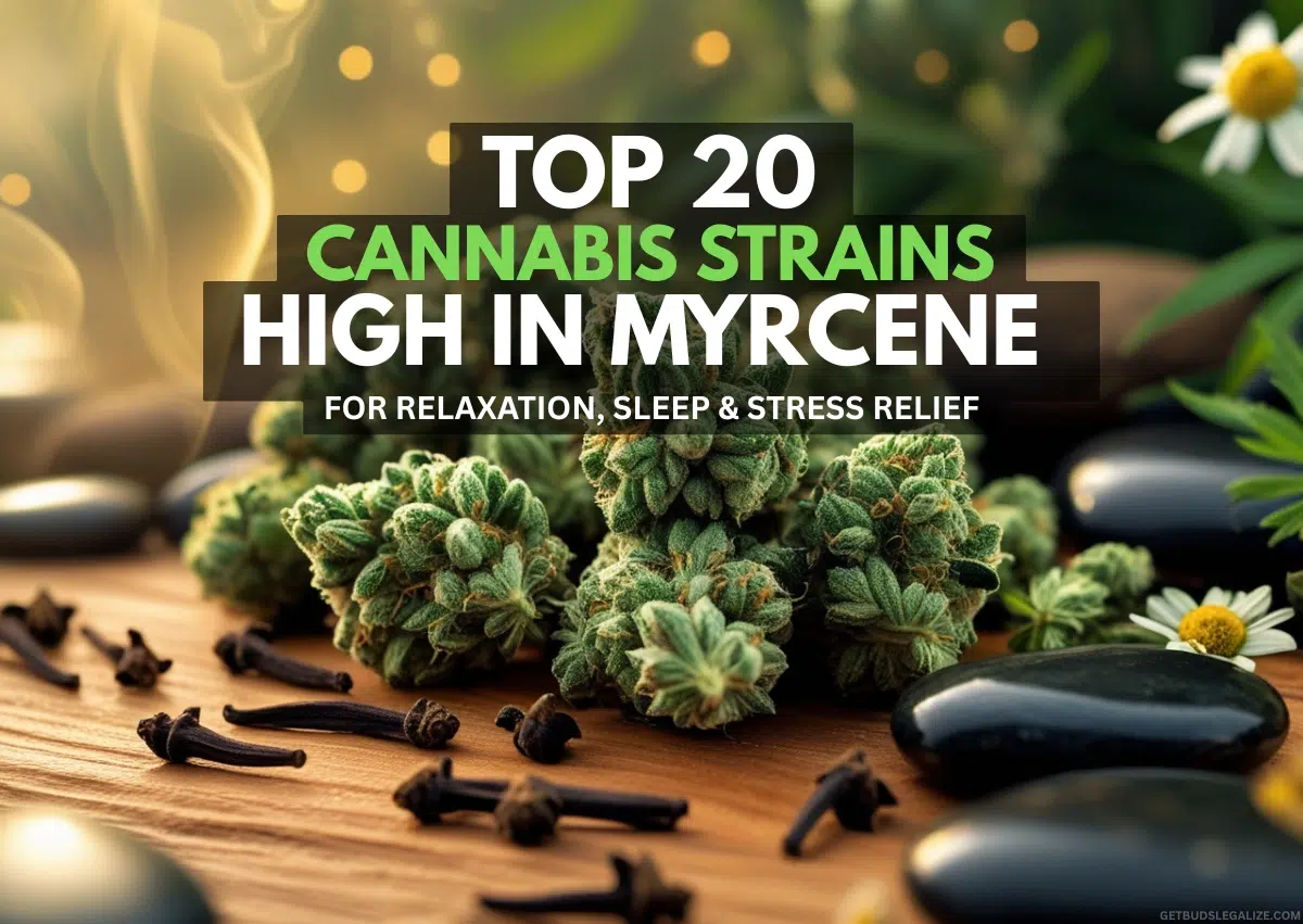 Top 20 Cannabis Strains High in Myrcene for Sleep & Stress Relief