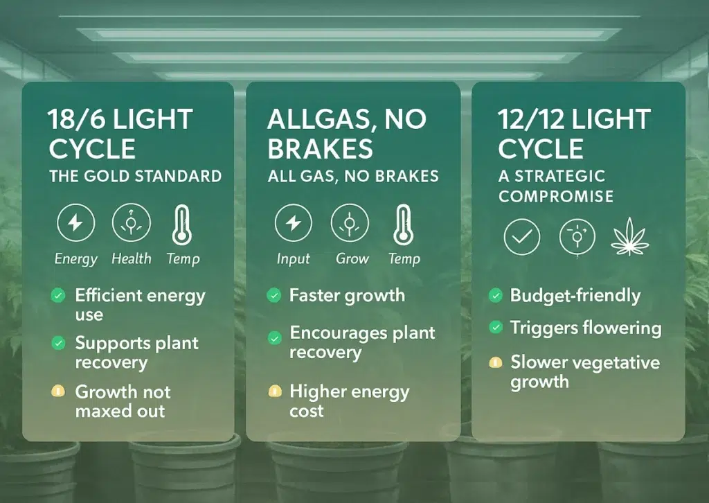 What Is the Best Light Schedule for Autoflower Cannabis? 18/6 vs 24/0 8 Infographic comparing three cannabis light cycles—18/6, 24/0, and 12/12—with pros and cons for each, set against a semi-transparent background of a cannabis grow room.