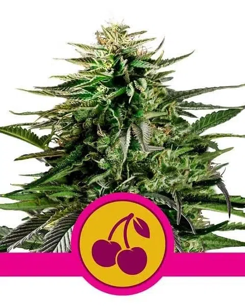 Top 20 Cannabis Strains High in Myrcene for Sleep & Stress Relief 21 Cherry Pie cannabis plant in bloom, bred by Royal Queen Seeds