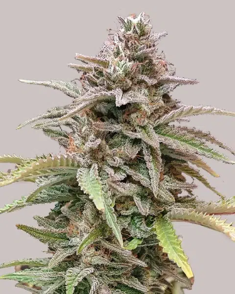 Top 20 Cannabis Strains High in Myrcene for Sleep & Stress Relief 12 critical mass cannabis plant ilgm