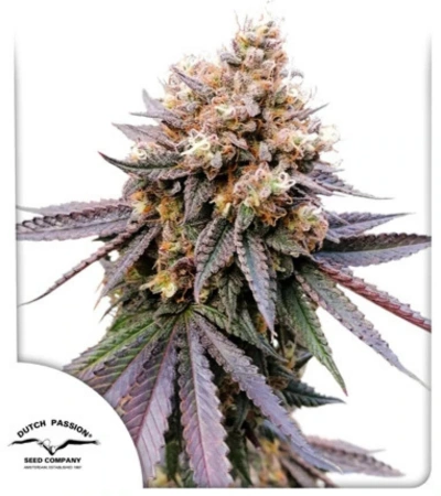 Force Flowering Cannabis Outdoors: A Complete Grower's Guide 22 Close-up of GMO Fast cannabis buds with thick trichome coverage, purple tones, and pungent aroma profile