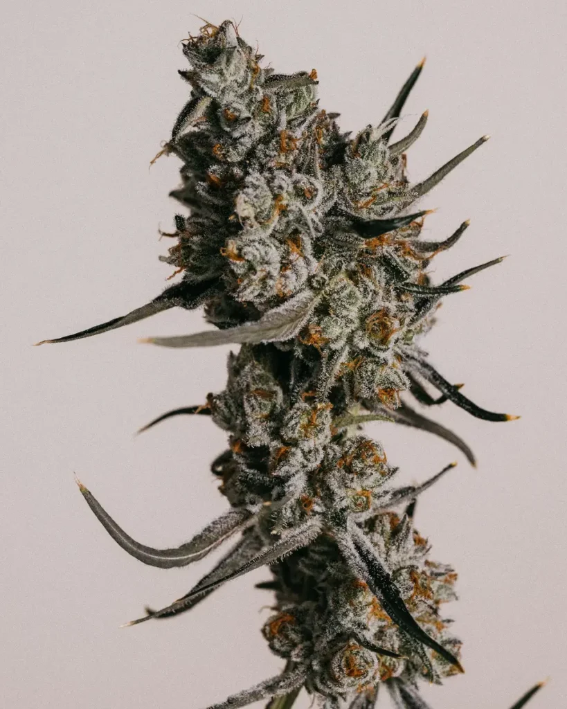 Top 20 Cannabis Strains High in Myrcene for Sleep & Stress Relief 9 Close-up of a mature Granddaddy Purple cannabis plant from ILGM, featuring deep purple hues, dense buds, and frosty trichomes.