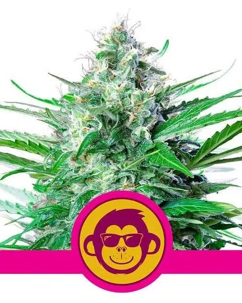 Top 20 Cannabis Strains High in Myrcene for Sleep & Stress Relief 10 Close-up of a mature Grape Ape cannabis plant showcasing dense, purple-hued buds, dark green foliage, and frosty trichomes.