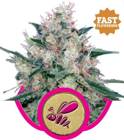Force Flowering Cannabis Outdoors: A Complete Grower's Guide 21 Honey Cream Fast Version cannabis buds with dense structure, amber pistils, and a sugary resin coating