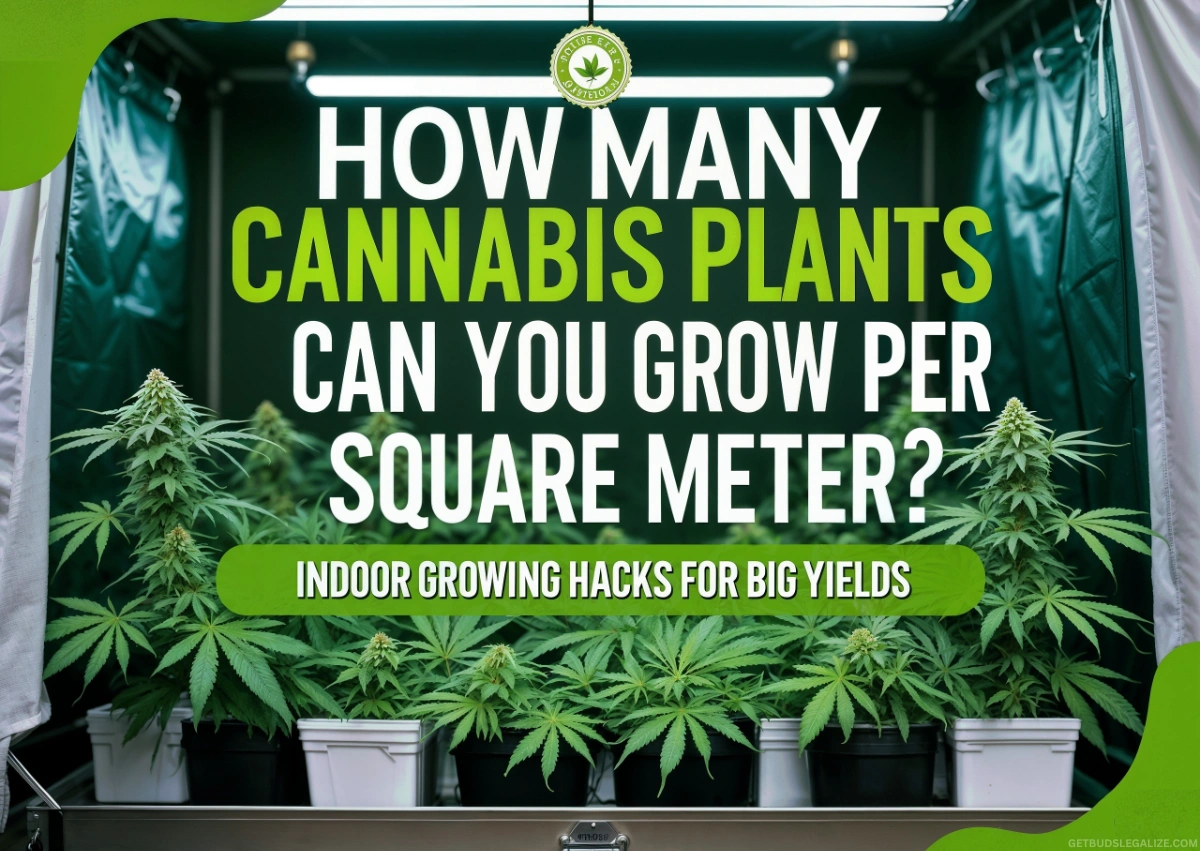How Many Cannabis Plants Can You Grow Per Square Meter? Full Guide